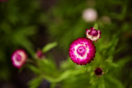Selective Focus Photography Of Pink Petaled Flowers photo