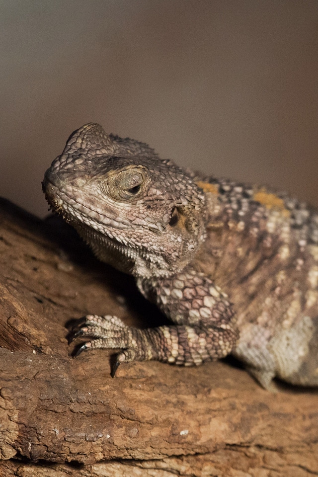 Lizard pogona vitticeps reptile
