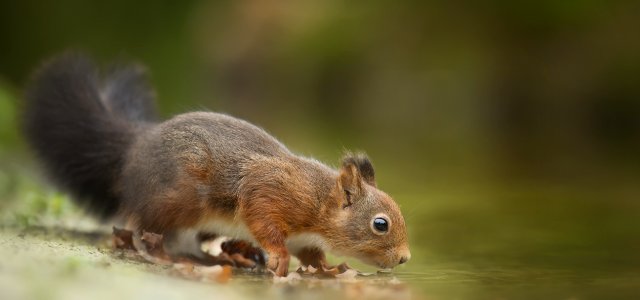 Close-Up Photography Of Squirrel Drinking photo