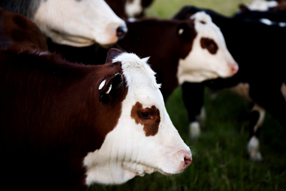 Close-Up Photo Of Brown And White Cattle