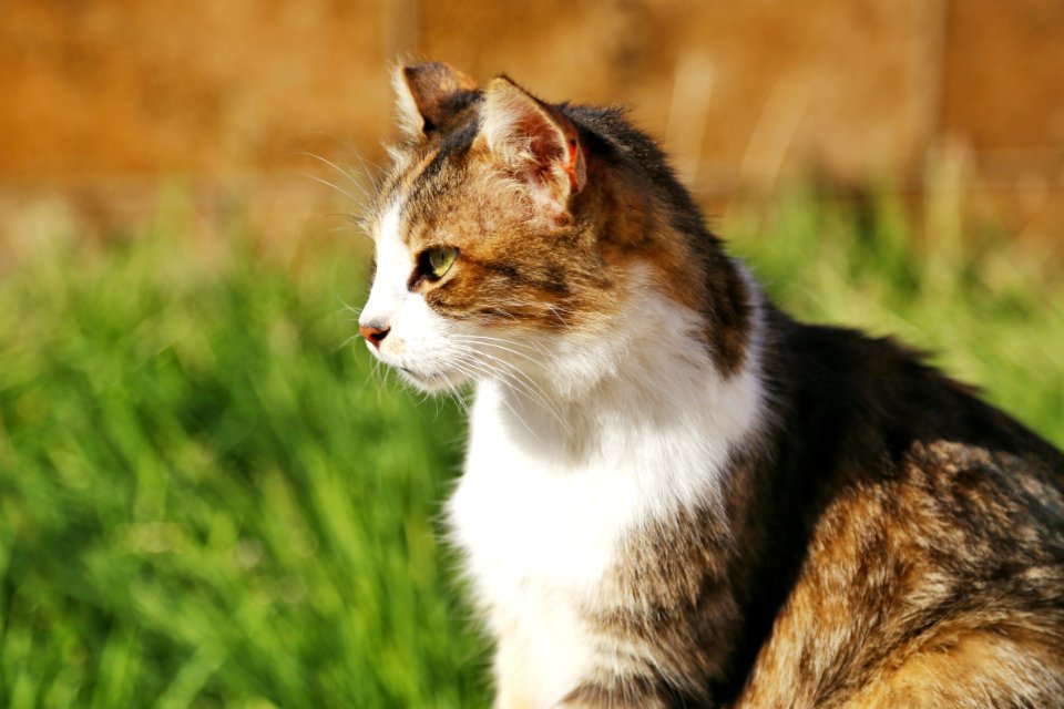 Photography Of Brown And Black Cat