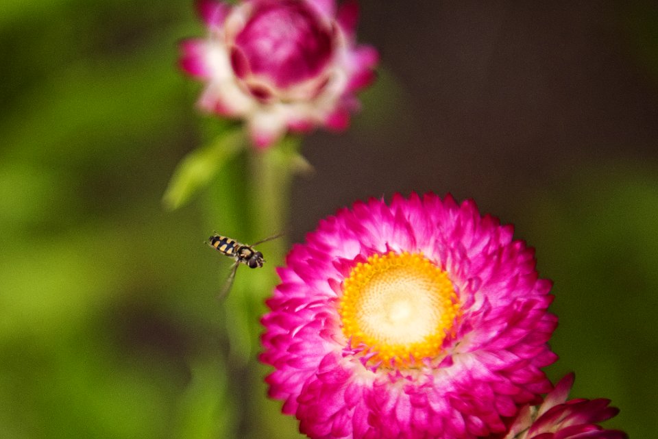 Close-up Photo Of Insect Flying Towards The Flower