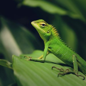 Macro Photography Of Green Crested Lizard photo