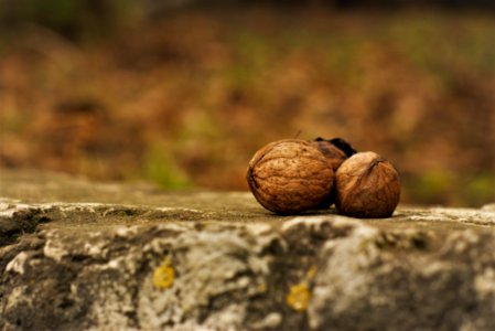 Close-Up Photography Of Nuts On Ground photo
