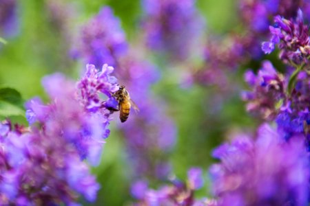 Selective Focus Photography Of Honey Bee On Lavender photo