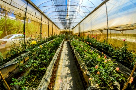Fish Eye Photography Of Gardens