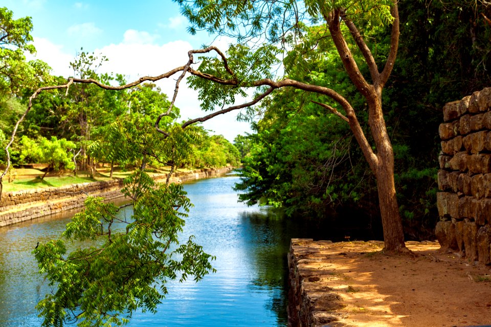 Photo Of Green Leaf Tree Beside River