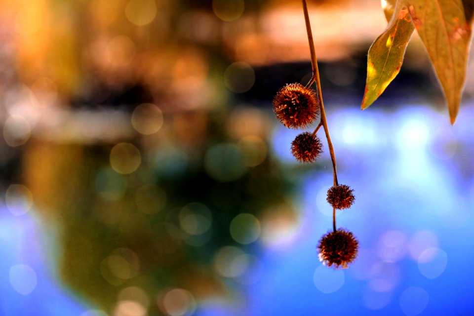 Red Flower Tilt Shift Photography