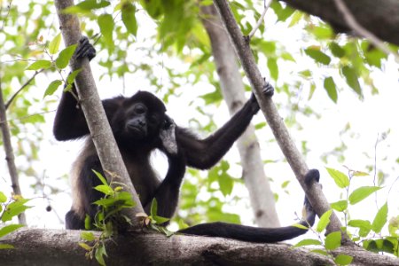 Black Primate Holding On Tree Branches photo