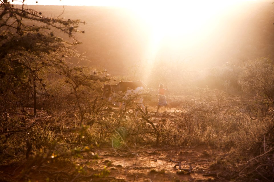 Photo Of Man Chasing Cow On Forest