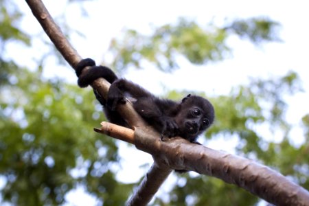 Black Monkey Hugging Tree Branch photo