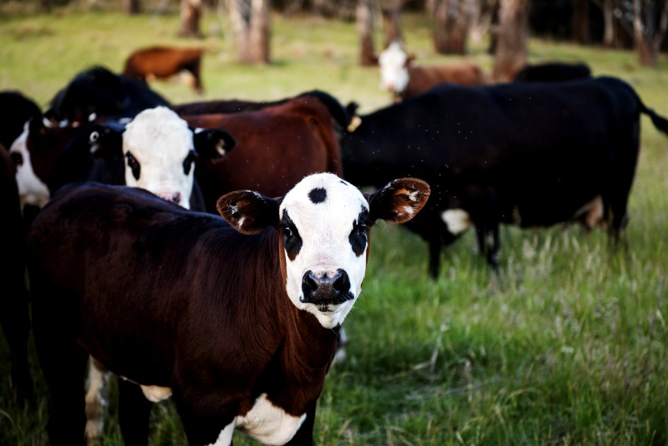 Photography Of Cow