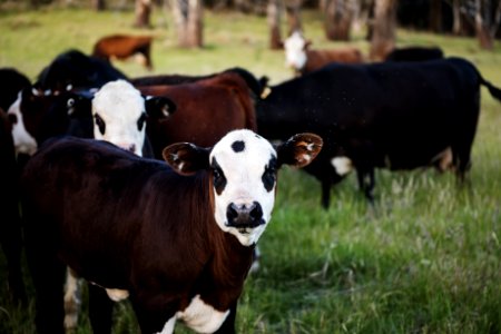 Photography Of Cow