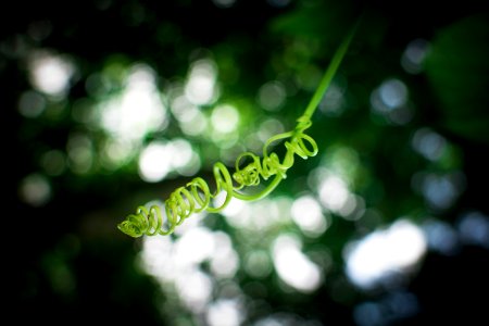 Shallow Focus Photography Of Green Plant photo
