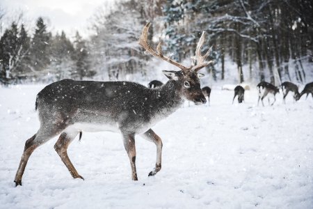 Photo Of Reindeer In The Snow
