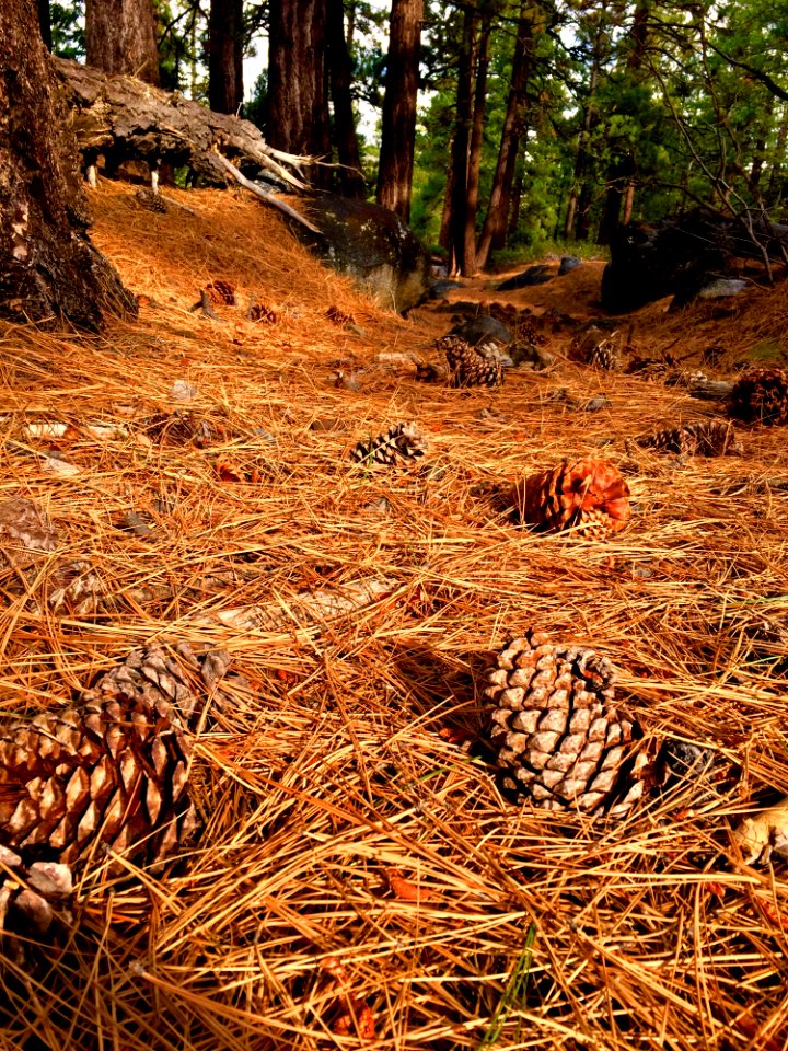 Photography Of Pine Cones On Ground