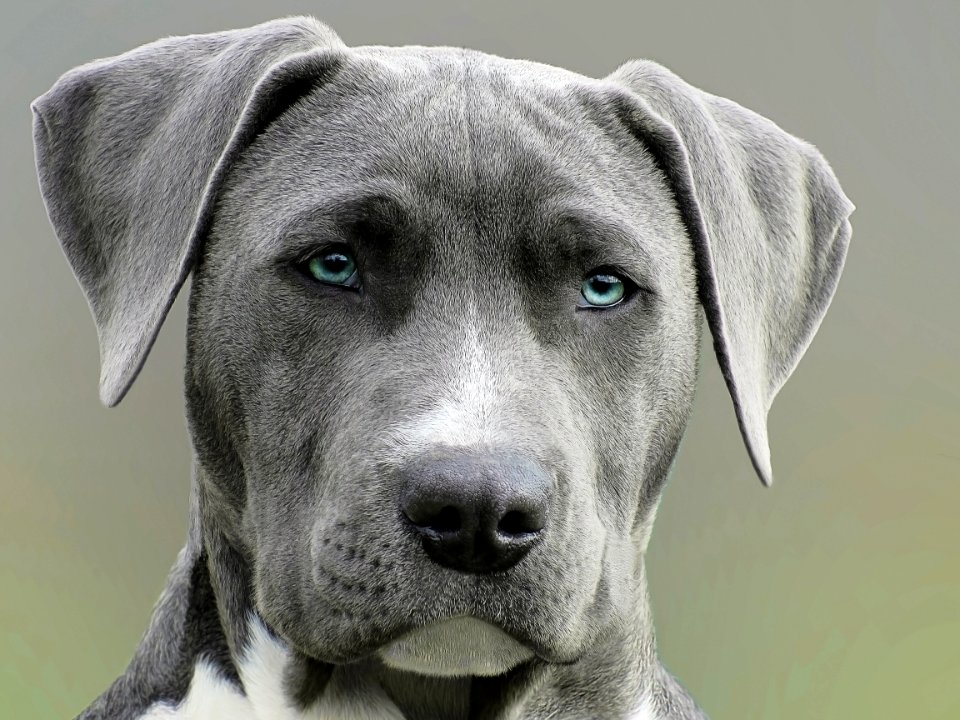 Close Up Photography Of Adult Black And White Short Coat Dog