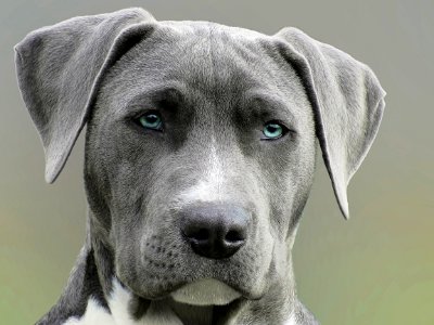 Close Up Photography Of Adult Black And White Short Coat Dog photo