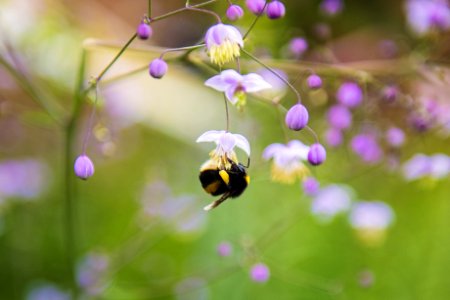 Close-up Photography Of Honeybee photo