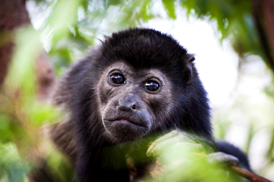 Photography Of Black Monkey