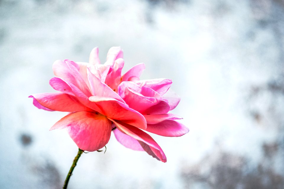 Close-Up Photography Of Flower