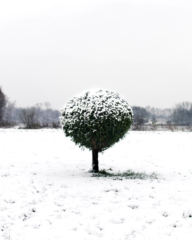 Snow Covering Green Leaf Plant And Grass Field photo