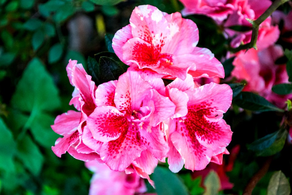 Close-up Photography Of Pink Flowers