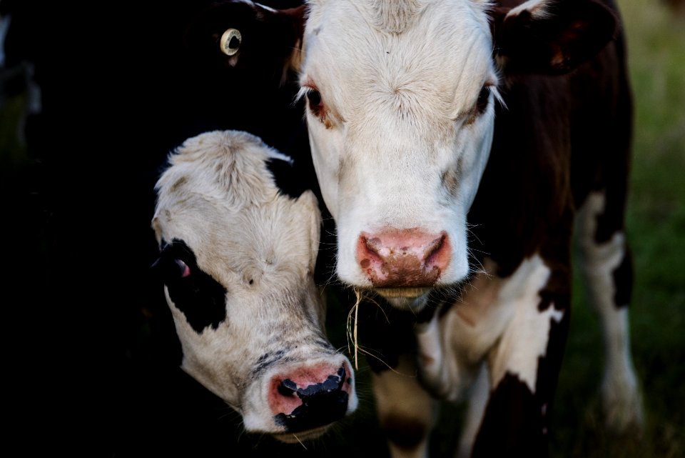 Close-up Photography Of Cows