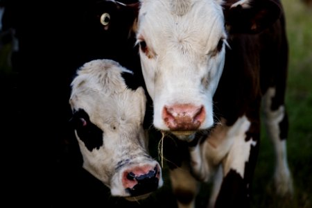 Close-up Photography Of Cows