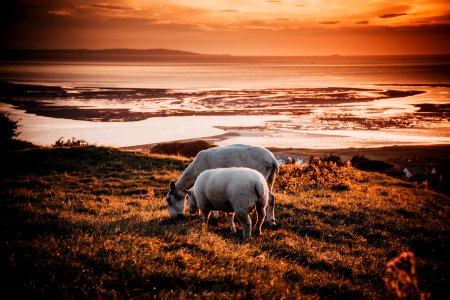 Two Animals On Field During Sunset photo