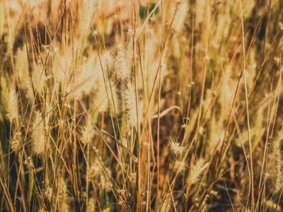 Dried Grass Field