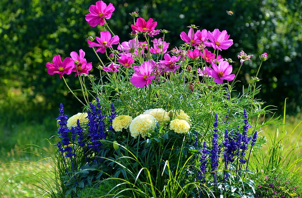 Purple flowers nature pink