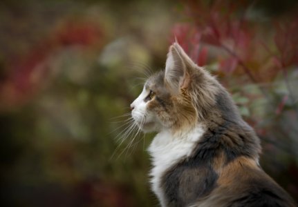 Close Up Photo Of White And Brown Feline photo