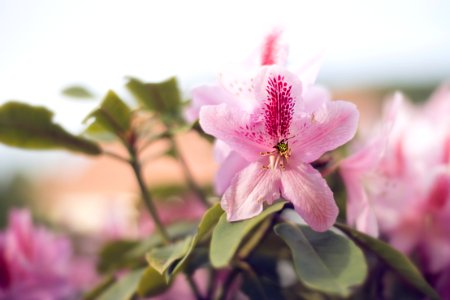 Close-up Photography Of Pink Petaled Flowers photo