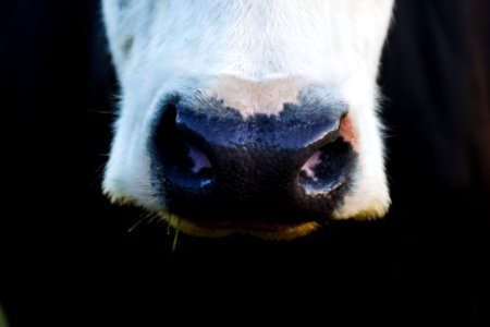 Close Up Photo Of White And Black Animal photo