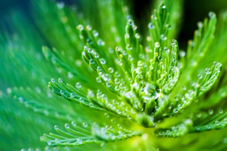 Water Droplets On Green Leaf Plant photo