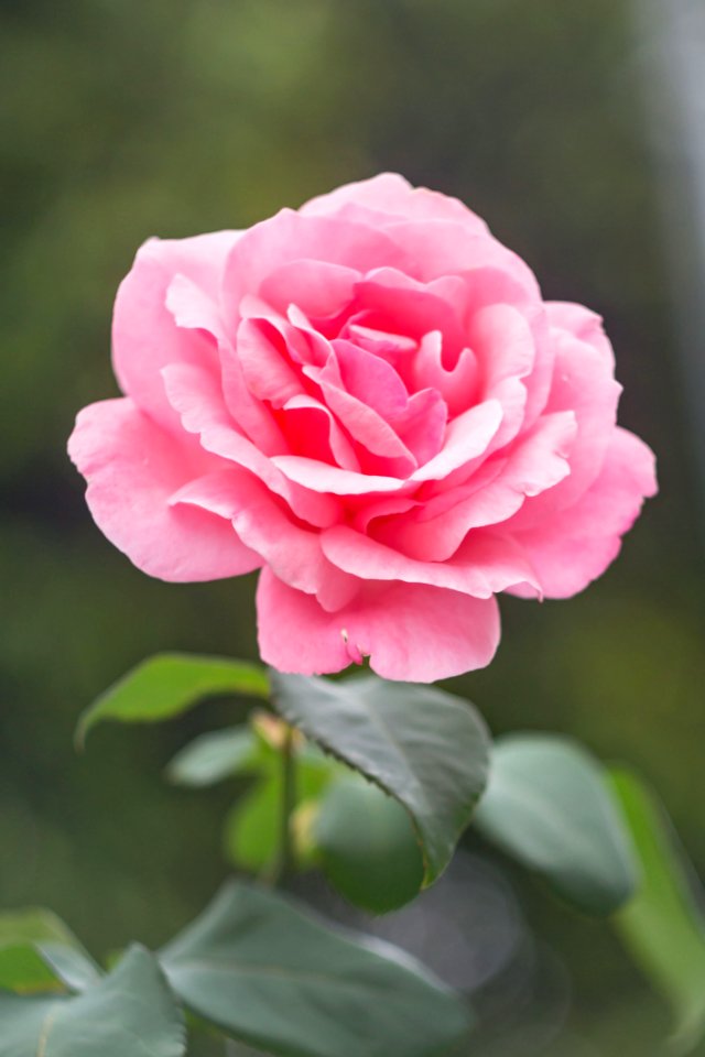 Flor Flower Garden