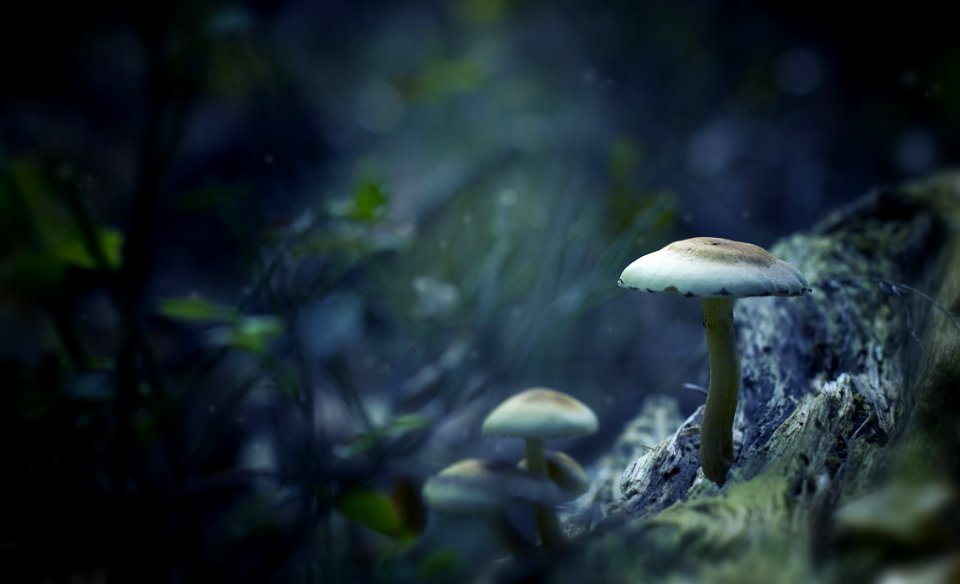 White Mushrooms Digital Wallpaper