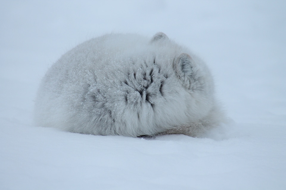 Wildlife carnivore arctic fox