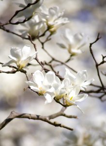 Selective Focus Photography Of White Magnolia Flowers photo