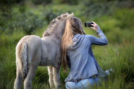 Woman Beside Donkey Taking Selfie On Grass photo