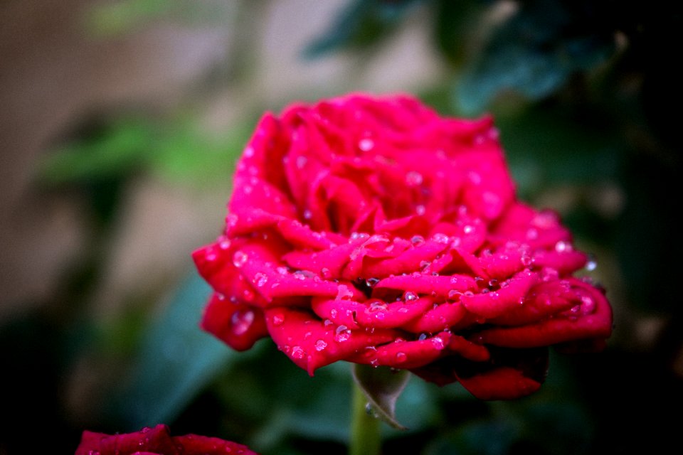 Selective Focus Of Pink Rose Flower