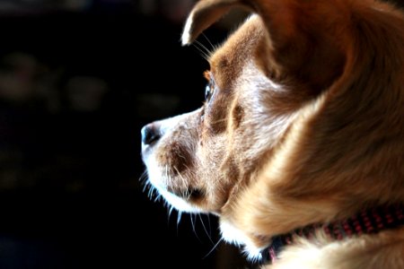 Closeup Photo Of Short-coated Tan Dog photo