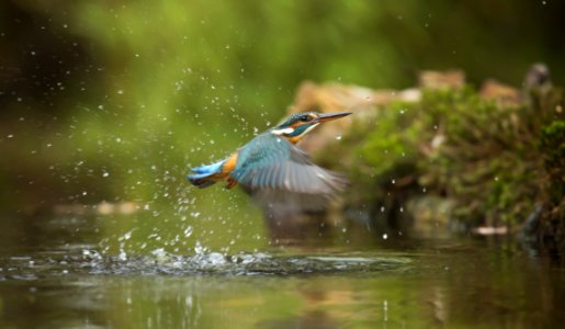 Photo Of Common Kingfisher Flying Above River photo