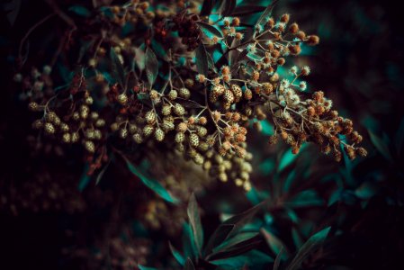 Close-up Photography Of Clusters