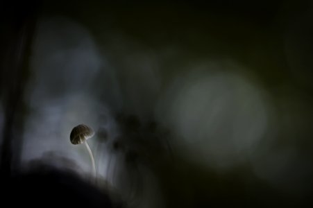 Shallow Focus Of White Mushroom Painting photo
