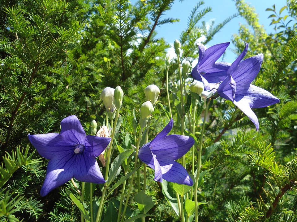 Blossom bloom blue