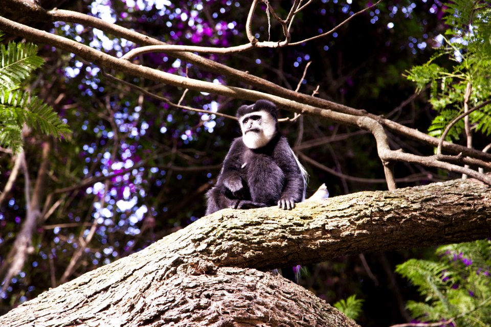 Black And Brown Monkey On Top Of Tree