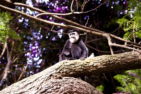 Black And Brown Monkey On Top Of Tree photo