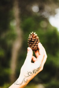 Person Holding Brown Pine Cone photo